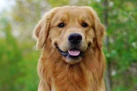 A golden retriever sits on green grass, embodying health and happiness, reflecting the importance of proper grooming and nutrition. dog skin and coat health by Venttura Bioceuticals