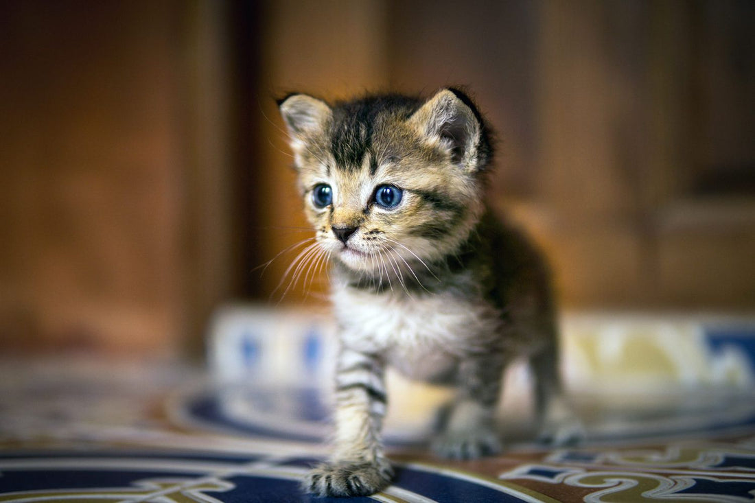 a small kitten in a lit room,  explaining How to Determine a Kitten's Age by Venttura Bioceuticals