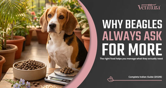 Beagle sitting beside a food bowl in a guide to the best dog food for Beagles in India