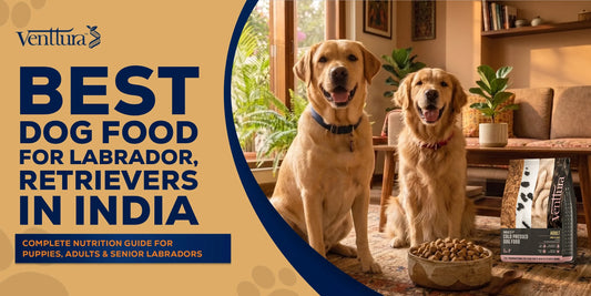 Best Dog Food for Labrador Retrievers in India — Complete Nutrition Guide (2026)