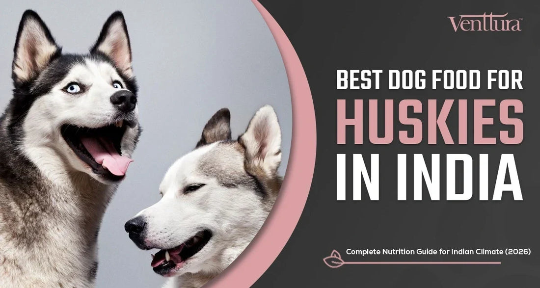 Best Dog Food for Huskies in India — Complete Nutrition Guide for Indian Climate (2026)