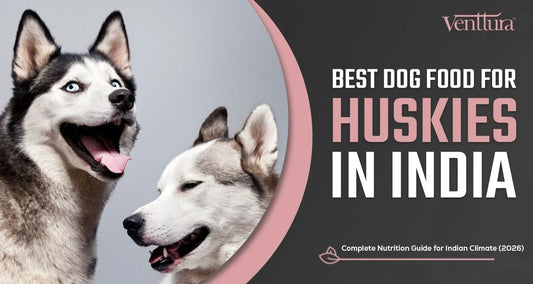 Best Dog Food for Huskies in India — Complete Nutrition Guide for Indian Climate (2026)