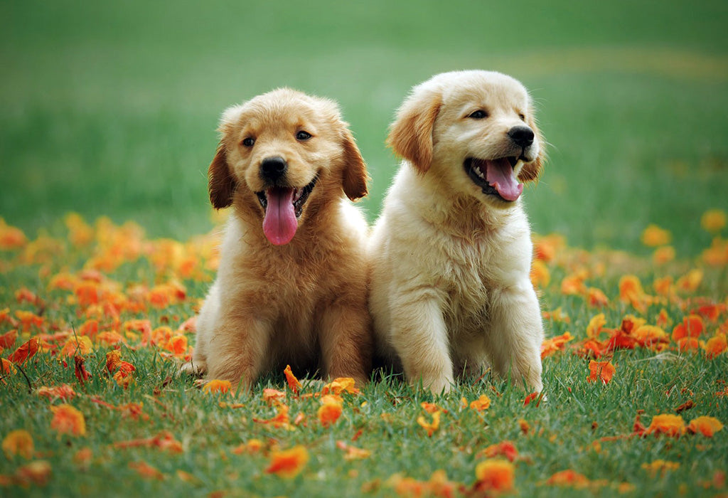 Two golden retriever puppies sitting playfully in the grass, embodying joy and vitality in a sunny outdoor setting. boosting dog immune system by Venttura Bioceuticals