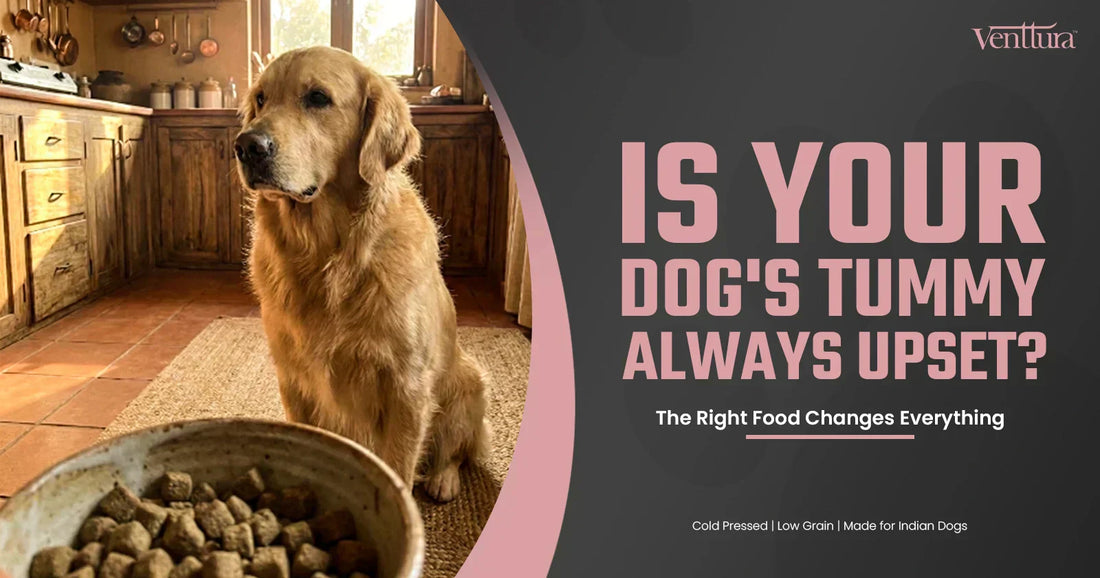 Golden Retriever sitting next to a bowl of Venttura cold pressed dog food — best dog food for sensitive stomach in India