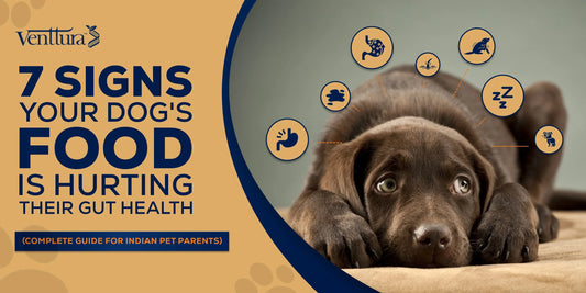 7 signs your dog's food is hurting their gut health — venttura cold pressed dog food india