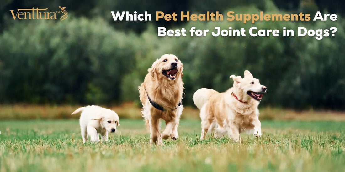 Active dogs running outdoors, representing improved mobility with the best dog supplements for joint care, glucosamine chews, and hip and joint support formulas.