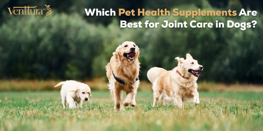 Active dogs running outdoors, representing improved mobility with the best dog supplements for joint care, glucosamine chews, and hip and joint support formulas.