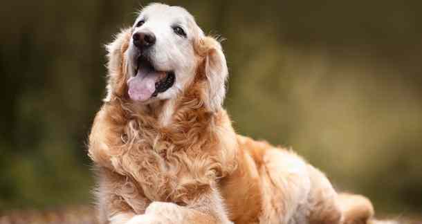 A golden retriever lying on the ground, showcasing a peaceful moment, emphasizing the importance of joint health for dogs by Venttura Bioceuticals