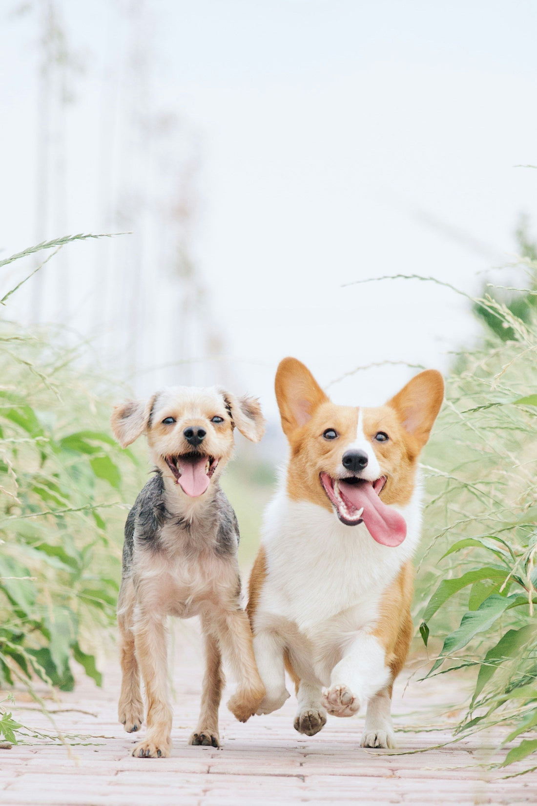 Two dogs joyfully running on a grassy path, embodying vitality and the importance of exercise for their health. by Venttura Bioceuticals