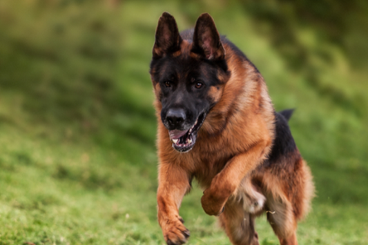 A German Shepherd dog energetically running in a park, emphasizing the role of joint health in improving dogs' quality of life. by Venttura Bioceuticals