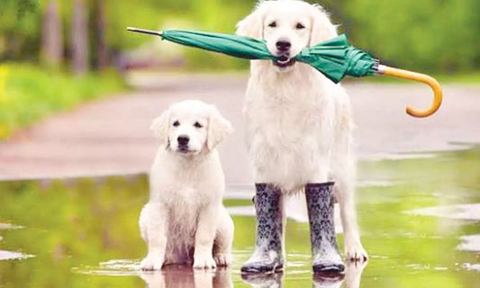 Two dogs with umbrellas stand in the rain, showcasing their playful spirit amidst the monsoon season. monsoon pet caret tips