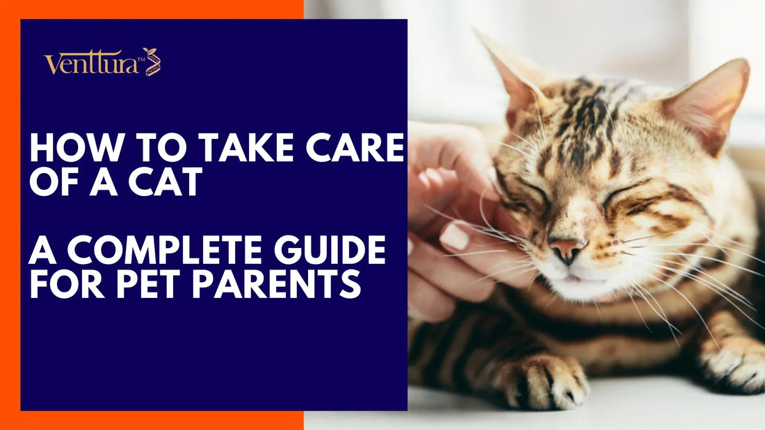 Guide on cat care, featuring tips on feeding, grooming, and health maintenance for a happy feline companion. - How to take care of a cat 
