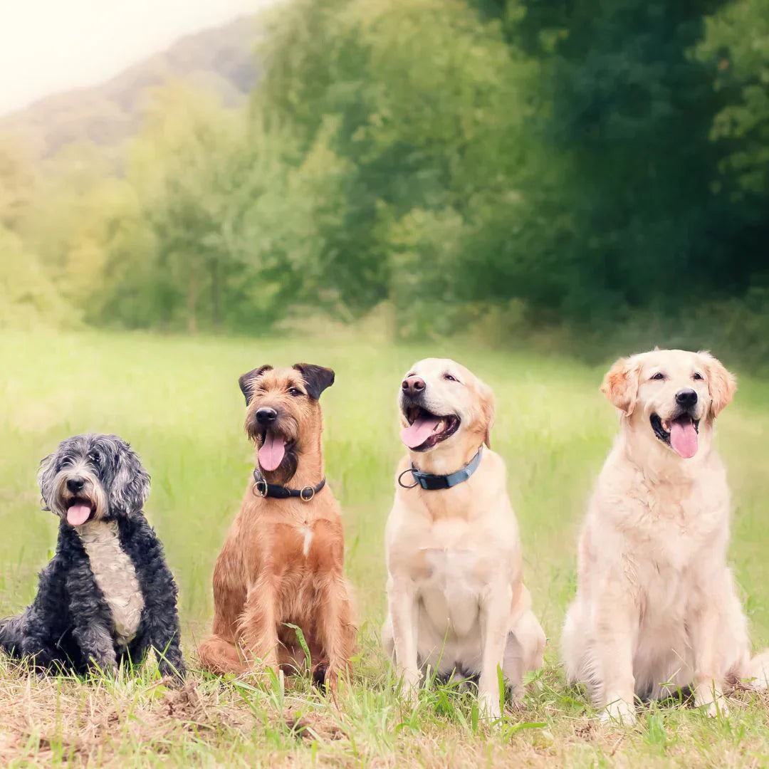Dog training guide: 9 commands to teach your dog