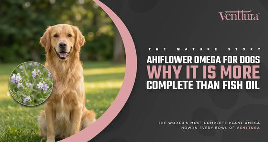 Golden Retriever with Ahiflower plant — Ahiflower omega supplement for dogs India, more complete than fish oil — Venttura Cold Pressed