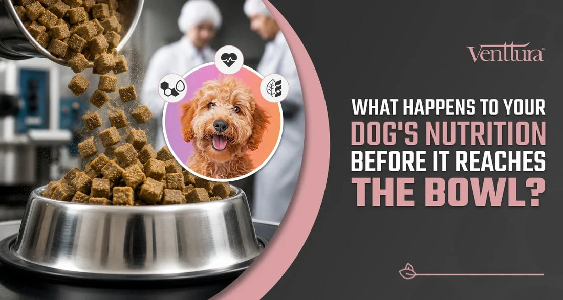 How high-temperature dog food processing affects nutrition before it reaches your dog's bowl
