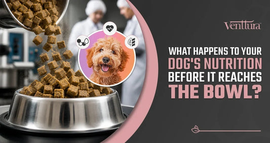 How high-temperature dog food processing affects nutrition before it reaches your dog's bowl