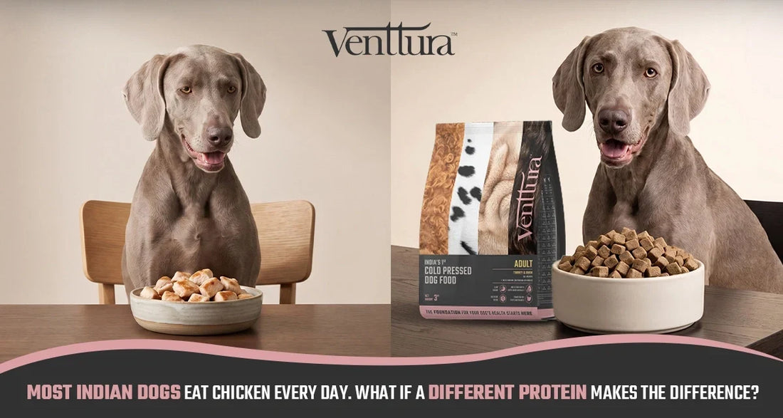 Venttura turkey and duck cold pressed dog food featuring novel proteins for Indian dogs