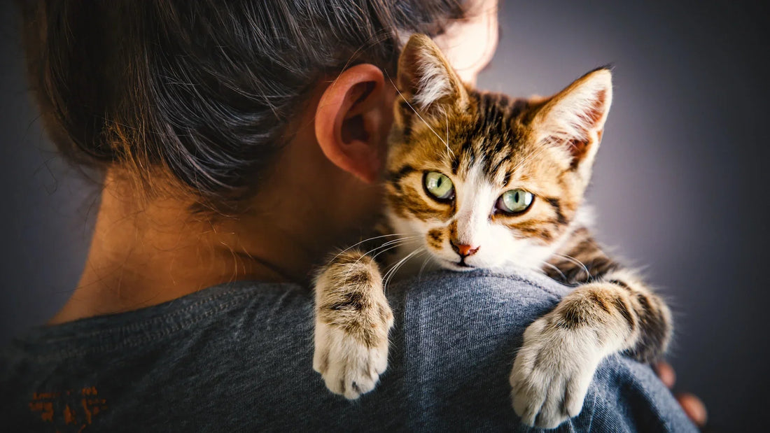 . A woman carries a cat on her shoulder, representing the connection between humans and their understanding of cat behavior a blog by venttura bioceuticals