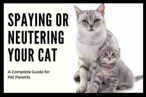  Guide cover for spaying or neutering cats, featuring a cat silhouette and the title "A Complete Guide for Pet Parents. by venttura bioceuticals