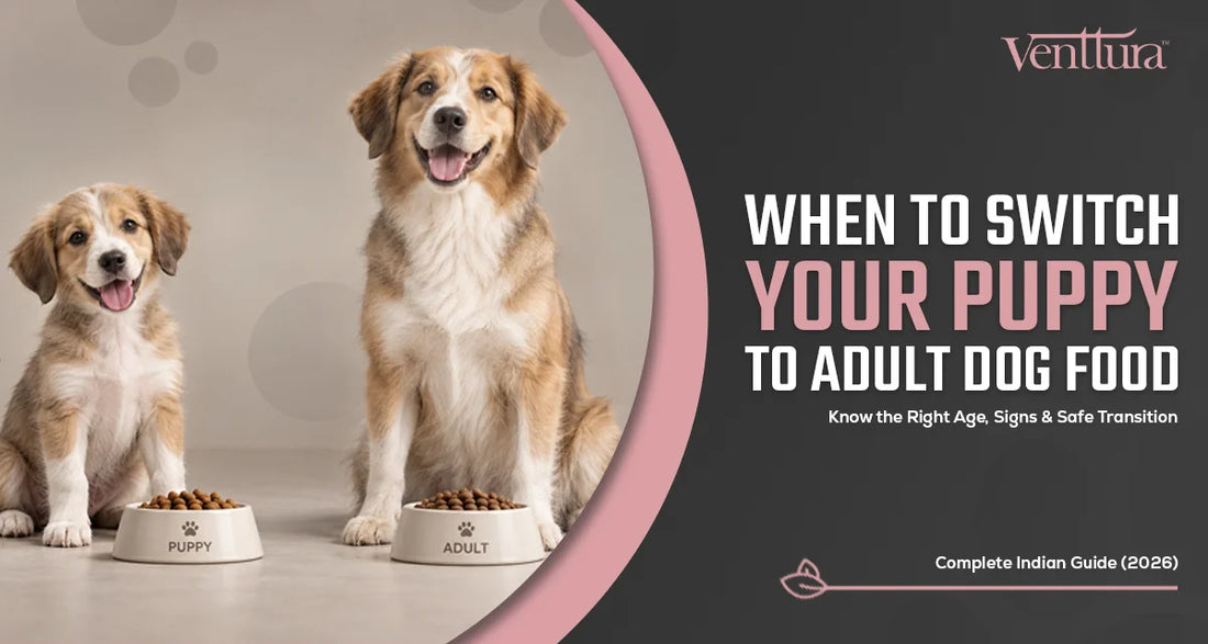 Puppy and adult dog beside food bowls illustrating when to switch puppy to adult dog food in India, including the right age, signs to watch, and a safe food transition guide for Indian pet parents.