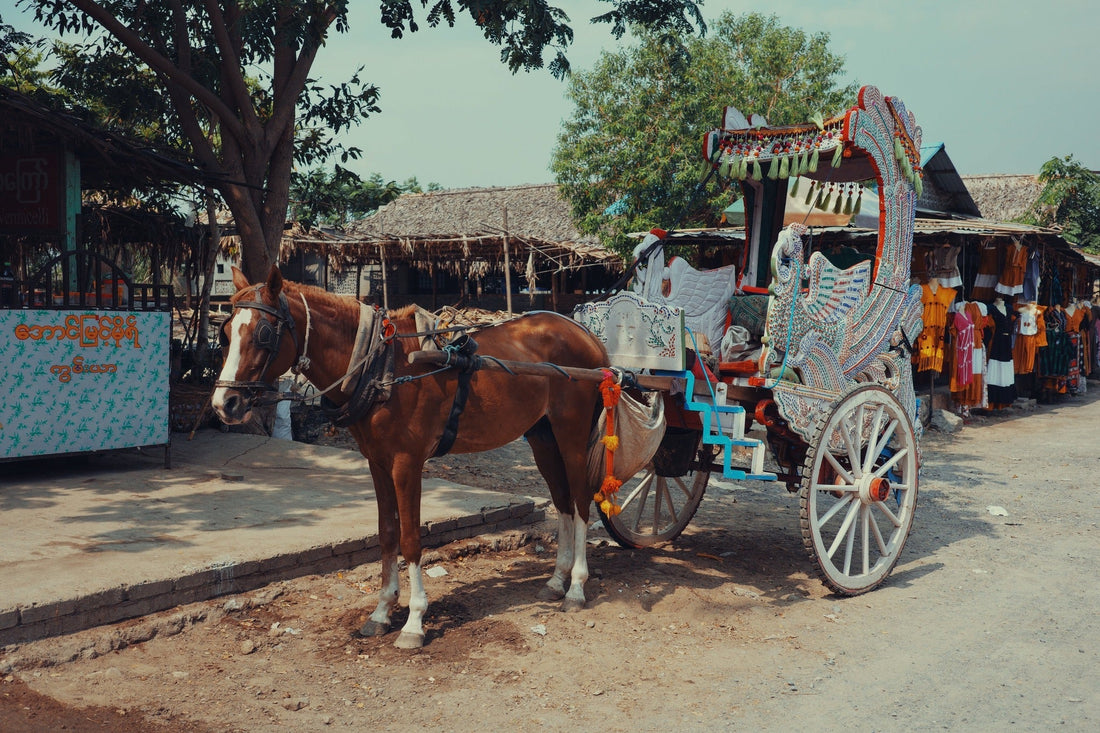 A horse pulling a carriage, symbolizing  most common horse health problems in India by Venttura Bioceuticals
