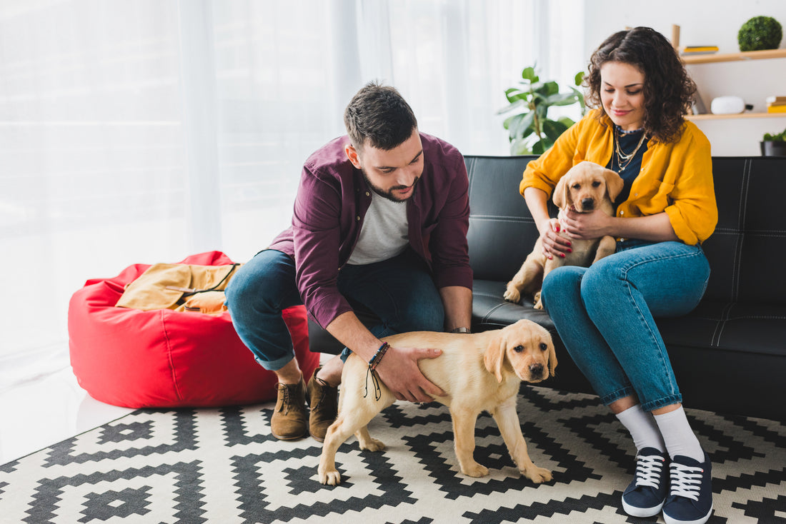 A man and woman sit on a couch with their dog, embodying a warm family moment and companionship. how to socialize your puppy by Venttura Bioceuticals