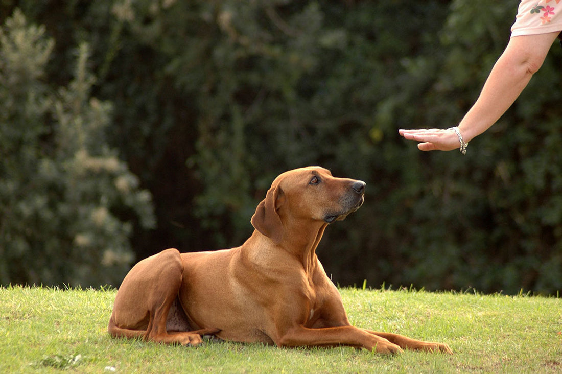 A dog sitting on green grass, symbolizing a well-behaved pet as part of a training guide for common behavioral issues. by Venttura Bioceuticals