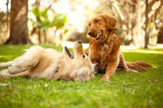 Two dogs joyfully playing in the grass, showcasing their energy and vitality, highlighting the importance of mobility support. by Venttura Bioceuticals