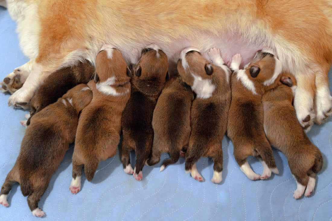 A dog comfortably lying on a group of adorable puppies, highlighting the warmth and companionship among them. dog breeding by Venttura Bioceuticals