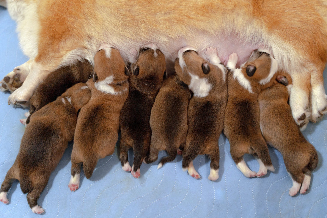 A dog comfortably lying on a group of adorable puppies, highlighting the warmth and companionship among them. dog breeding by Venttura Bioceuticals