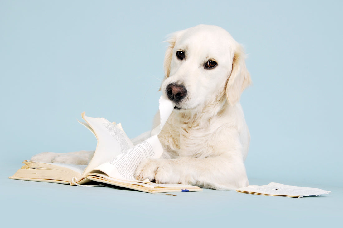 A dog chewing and biting a book against a blue background, how to prevent your dog from destructive chewing by Venttura Bioceuticals