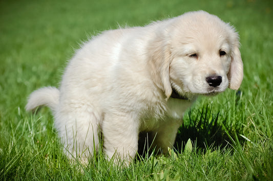 Toilet Training your Puppy