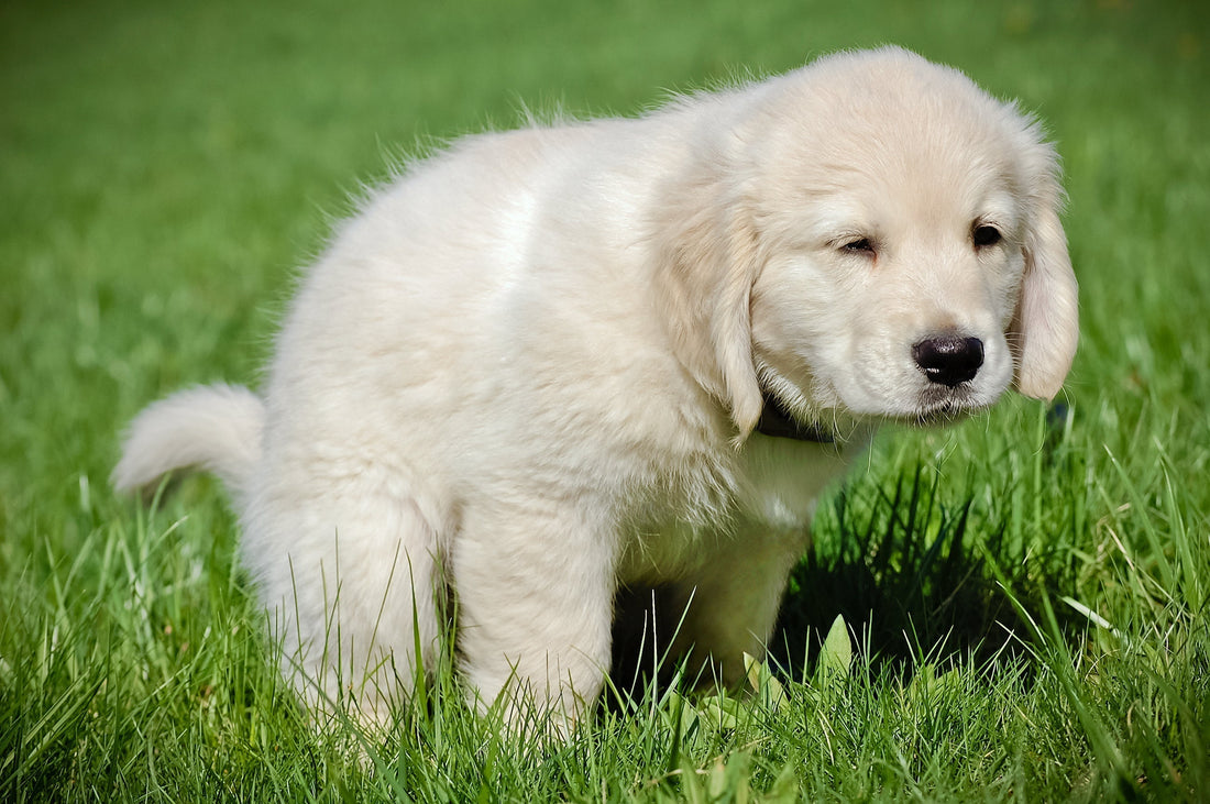  A small white puppy stands in the grass, representing the joy and challenges of housebreaking and training your new pet. Toilet Training for your dog or Puppyby Venttura Bioceuticals