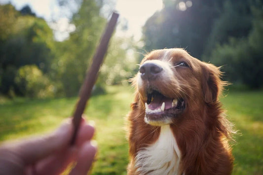 A dog carries a stick in its mouth, eager for training, with treats placed nearby for encouragement. Treats for dogs training