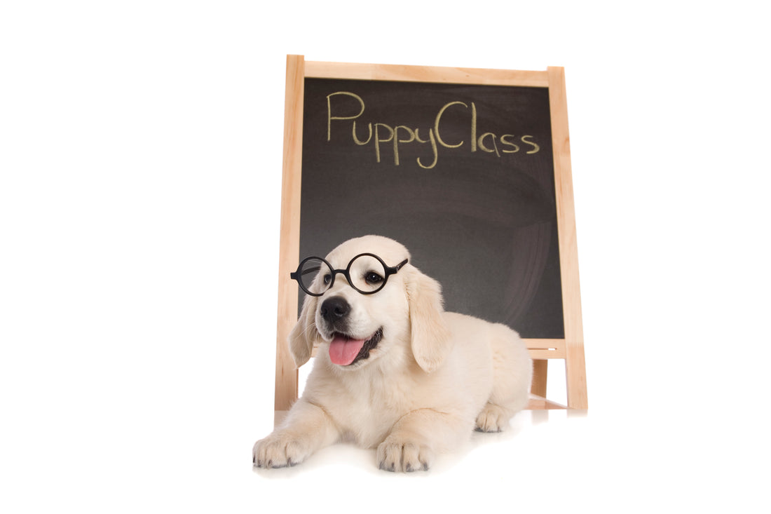 A glasses-wearing puppy next to a chalkboard labeled "puppy class," representing essential tips for successful dog training by Venttura Bioceuticals