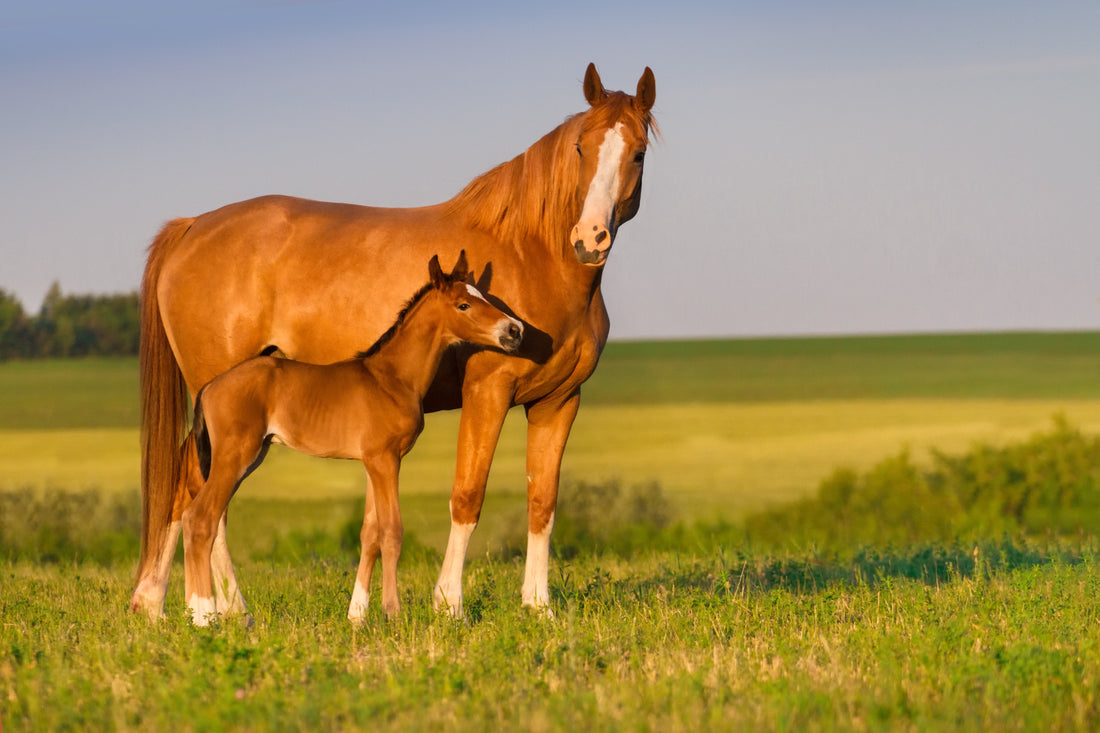 A horse and her foal stand together in a lush green field, symbolizing nurturing and the bond of motherhood. by Venttura Bioceuticals