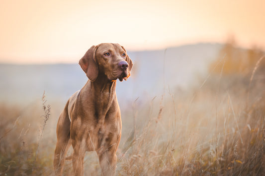 A dog stands in tall grass, symbolizing the natural approach to health and wellness through holistic supplements.