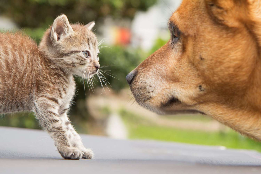 A dog and a kitten look at one another, illustrating the first steps toward a positive bond between new pet companions by venttura bioceuticals