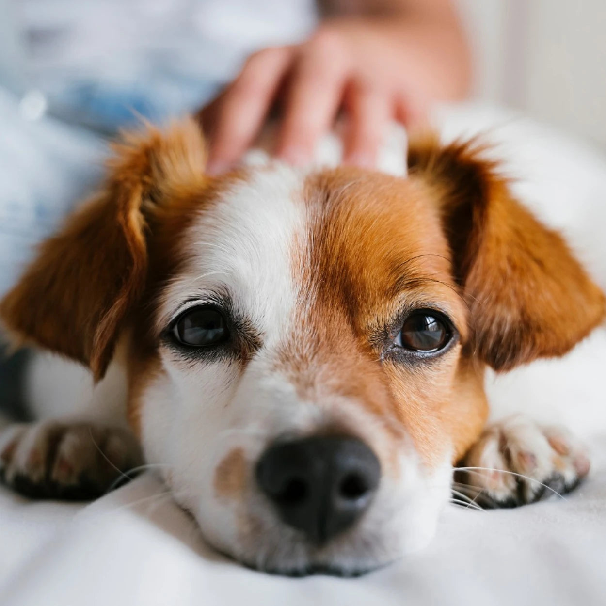 Premium immunity supplements for dogs, cats, and horses by Venttura Bioceuticals – supports immune health and strengthens natural defenses.