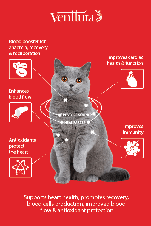 Cat supplements for skin, immunity, digestion & energy – Omega+ Cat, Immuno+ Cat, Ferro+ Cat, Livo+ Cat, Amino+ Cat by Venttura Bioceuticals