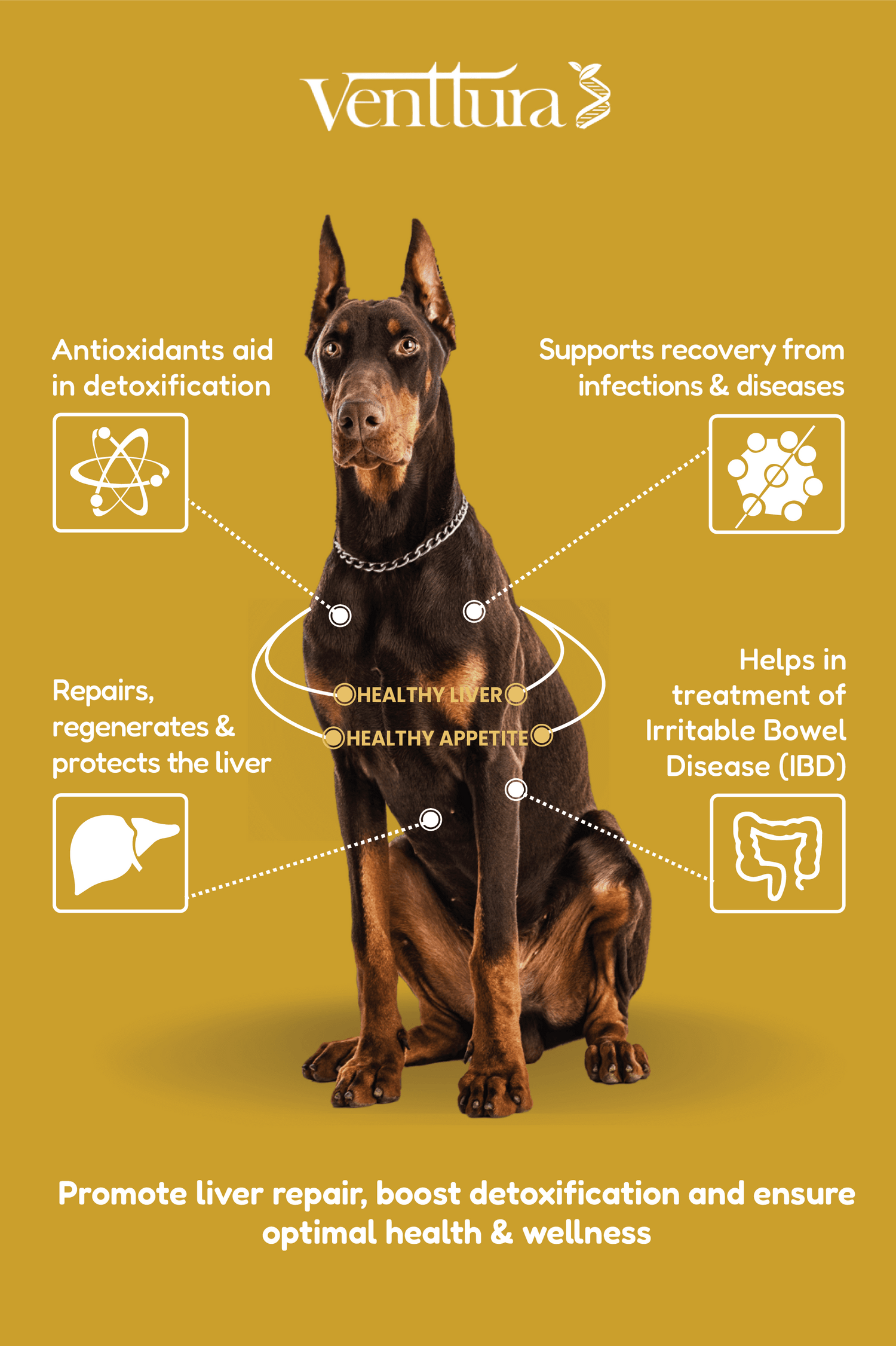 Liver health supplements for dogs, cats & horses – Livo+ for pets, Equiliv+ for horses, liver support & detox by Venttura Bioceuticals