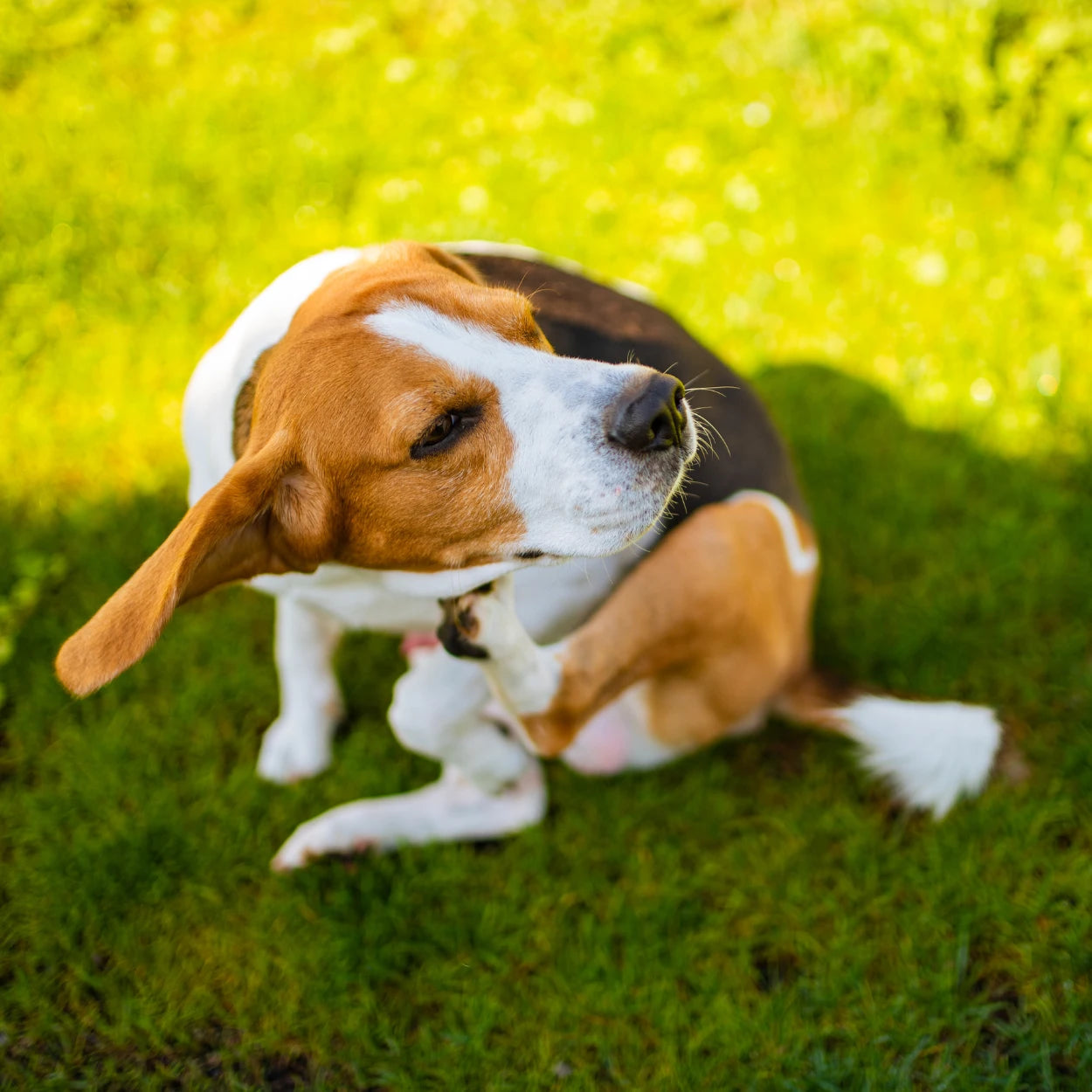 Itching relief supplements for dogs & cats—soothes skin, reduces allergies & promotes a healthy, shiny coat naturally