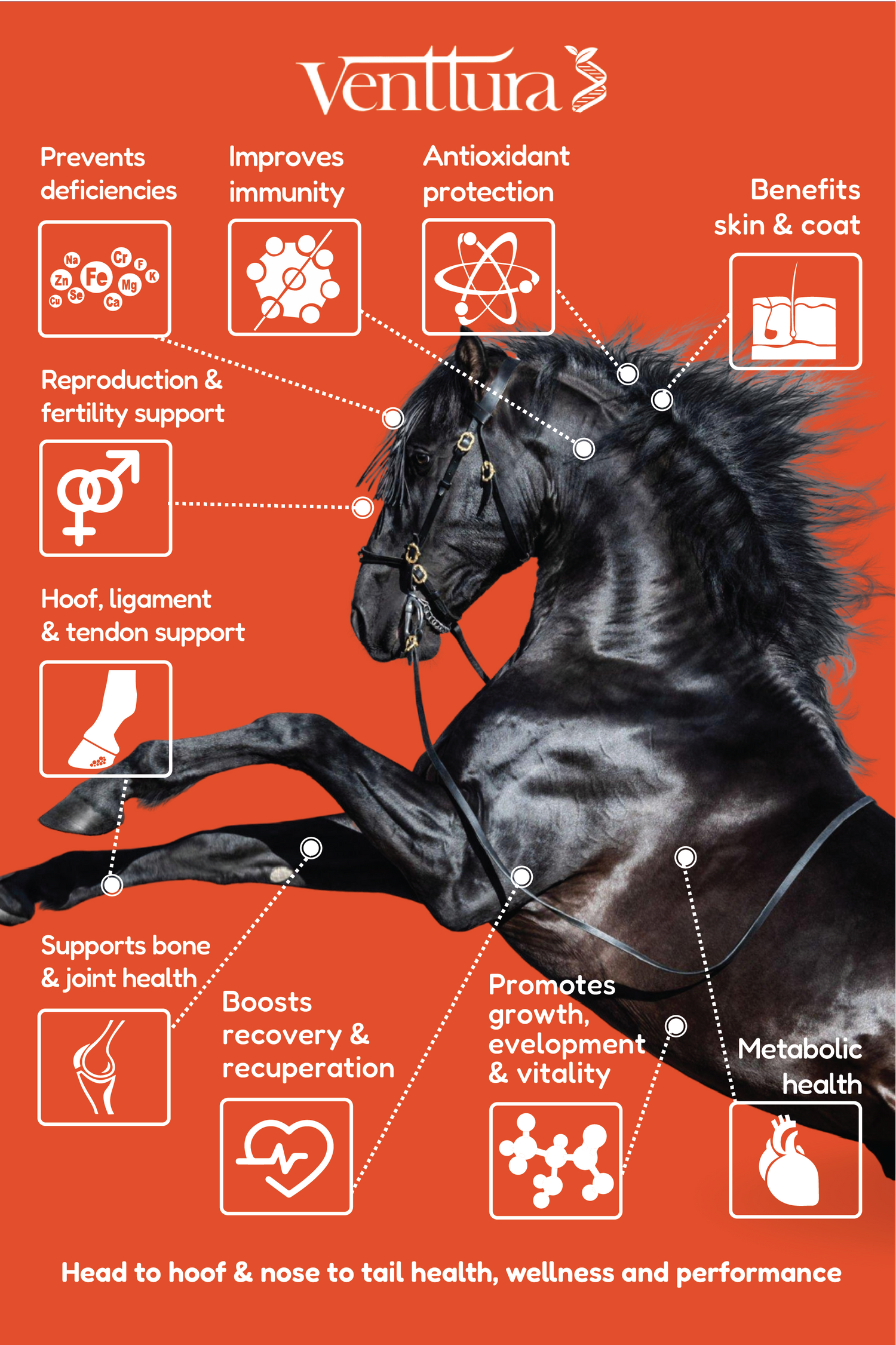 Horse supplements for growth, lactation, liver health & coat care – optimal equine nutrition by Venttura Bioceuticals