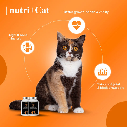 nutri+ Cat | Live Longer | Feel Stronger