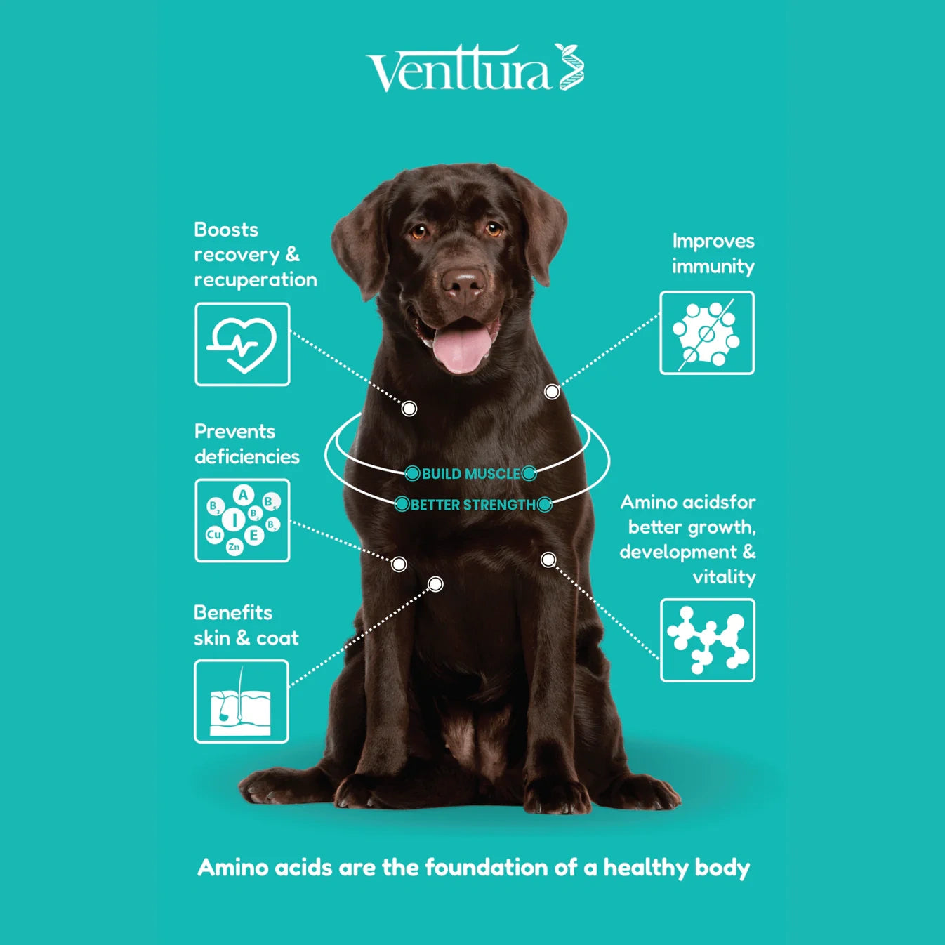 Dog sitting with overlay text highlighting the benefits of amino acid supplements for dogs by Venttura Bioceuticals, including better muscle growth, strength, and overall vitality.