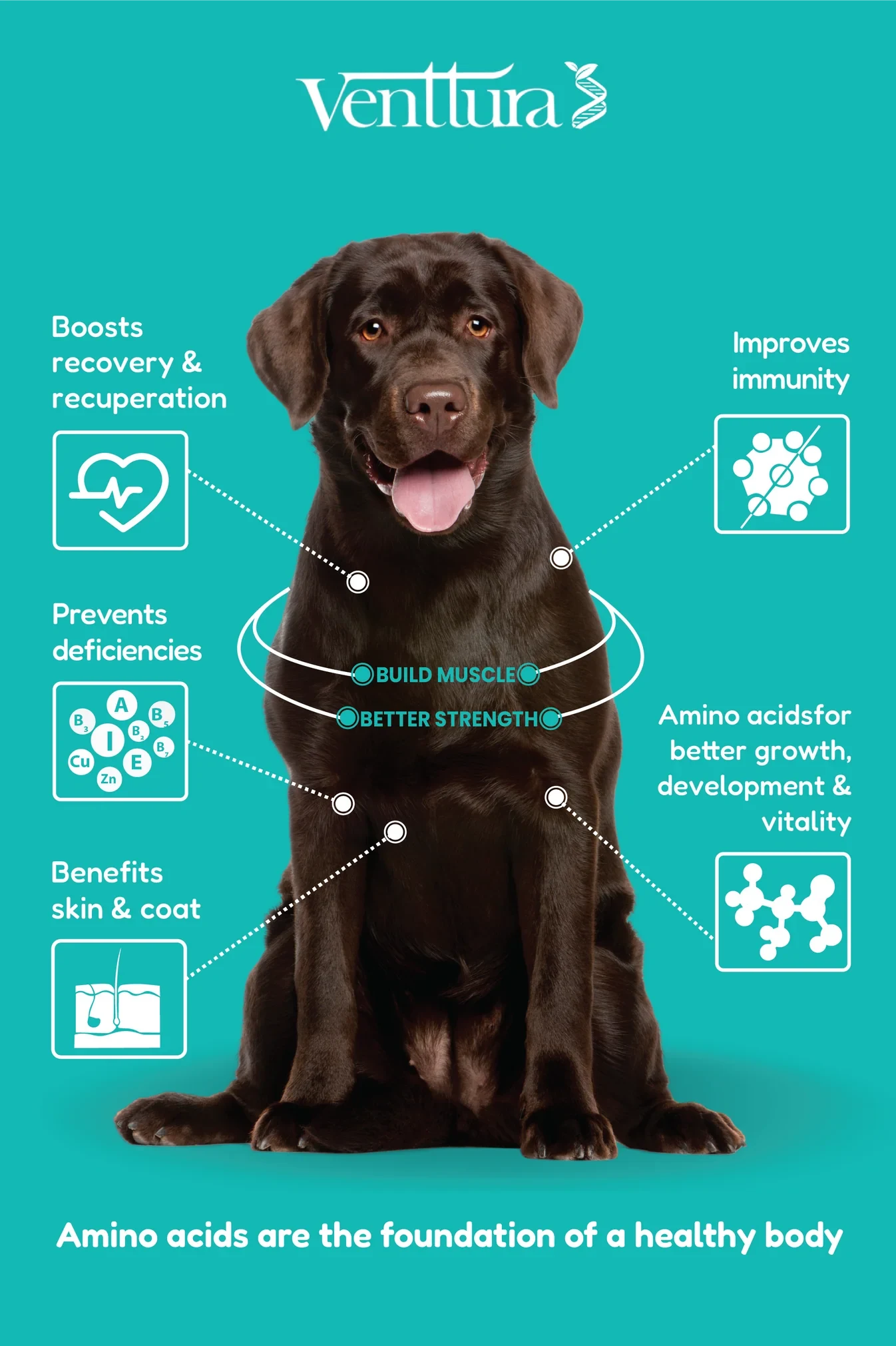 amino+ supplement for dog containing all the 10 essential amino acids that dog requires