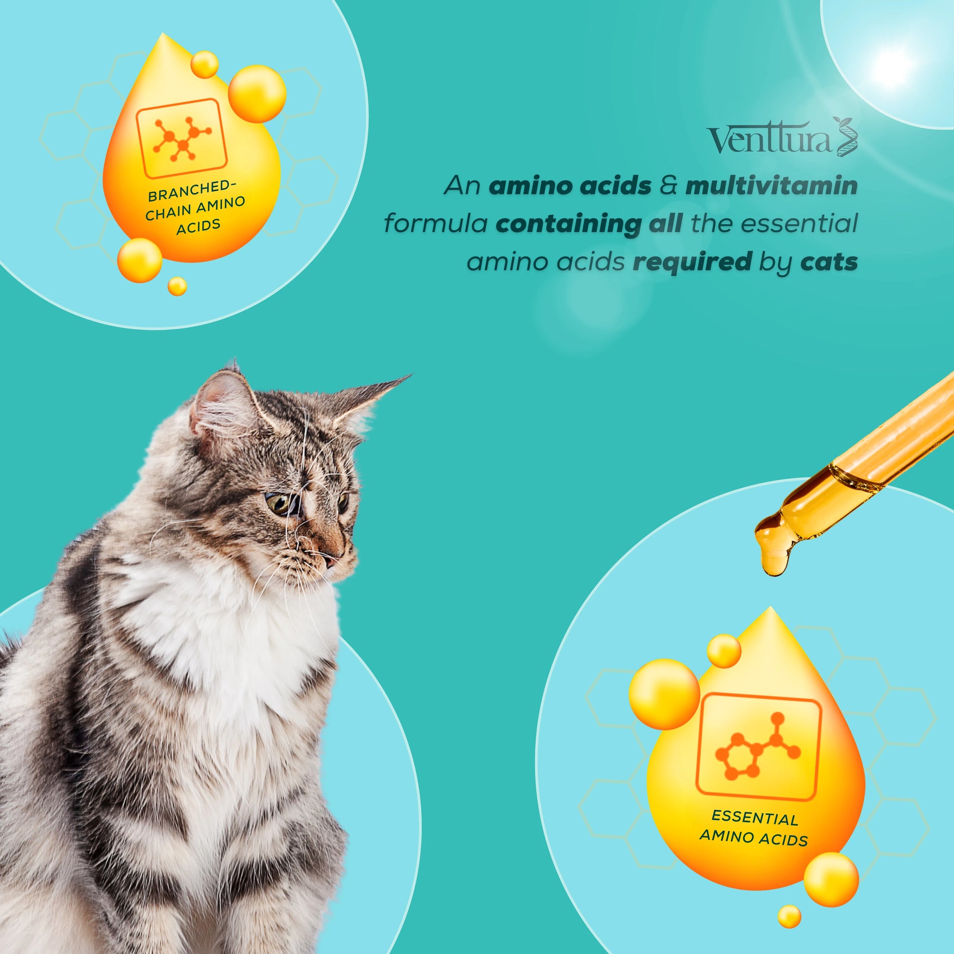 A cat sitting with an overlay showcasing the benefits of Amino+ Cat supplement, including growth support, immunity boost, and antioxidant protection by Venttura Biocueticals