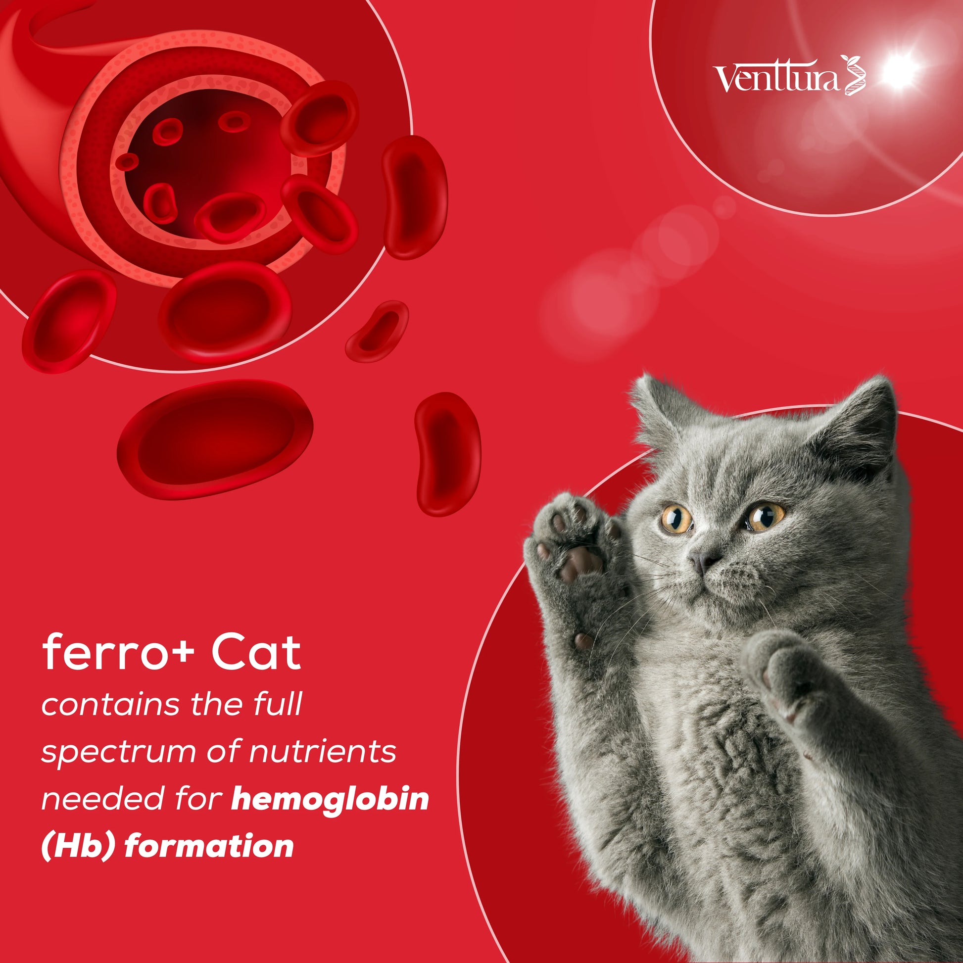 A cat sitting with an overlay showcasing the benefits of Ferro+ Cat supplement, including blood-building, immunity boost, and cardiac health support