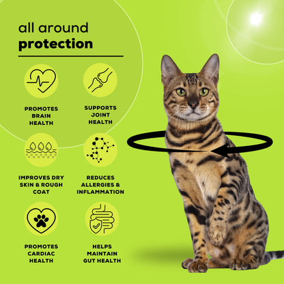 A Persian cat sitting gracefully with an overlay showcasing the benefits of Omega+ Cat supplement, including skin, coat, and joint health support