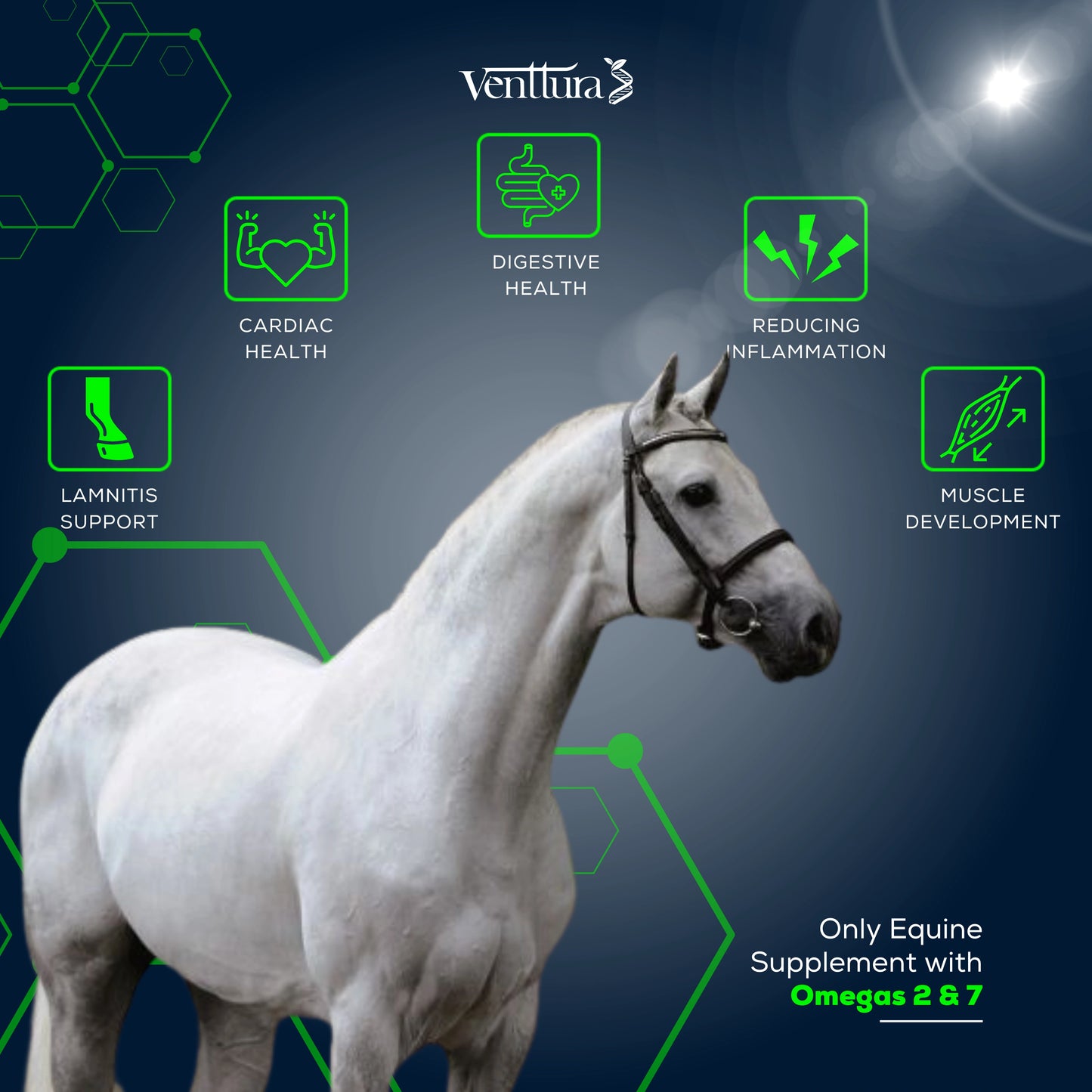A white horse is standing with benefits overlay of equimega+ horse supplement helps in laminitis support, cardiac health, digestive health, reducing inflamation, muscle development and only equine supplement with omegas 2 and 7 